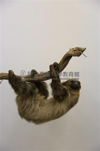 二趾樹懶標本藏品圖，第1張